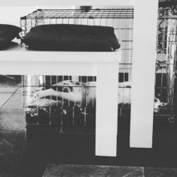 Honden-Puppy bench