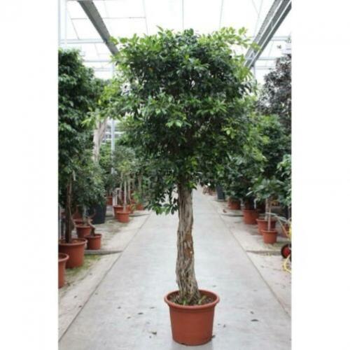 Ficus 'nitida' 240-250cm art23265