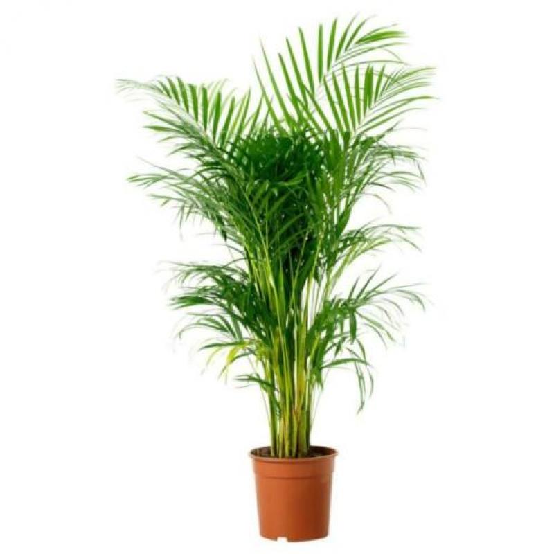 Dypsis Lutescens - Areca Palm art20640