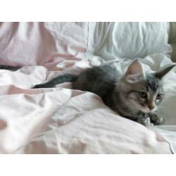 6 prachtige ragdoll / noorse boskat kittens tabby