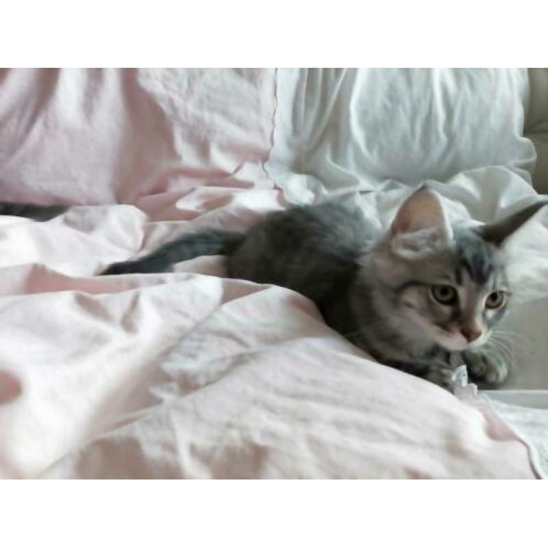 6 prachtige ragdoll / noorse boskat kittens tabby