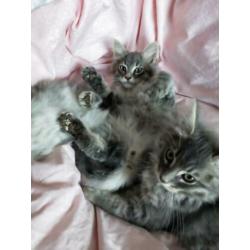 6 prachtige ragdoll / noorse boskat kittens tabby