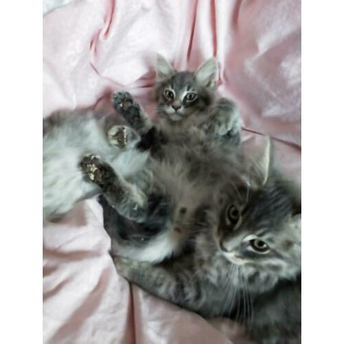 6 prachtige ragdoll / noorse boskat kittens tabby