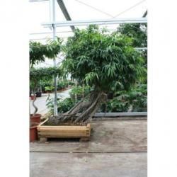 Ficus Maclellandii 'alii' - Jungle Boom 365-375cm art23978