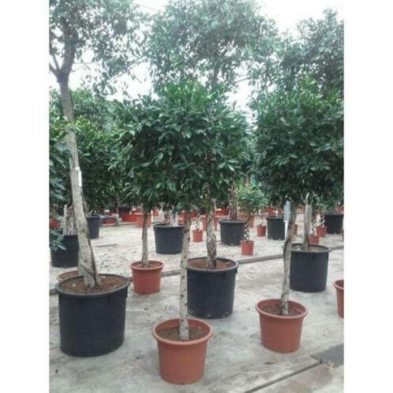Ficus 'nitida' 240-250cm art23265