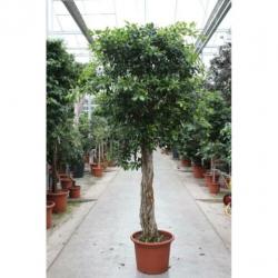 Ficus 'nitida' 240-250cm art23265