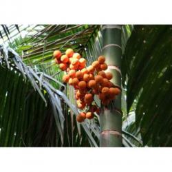 Dypsis Lutescens - Areca Palm art20640