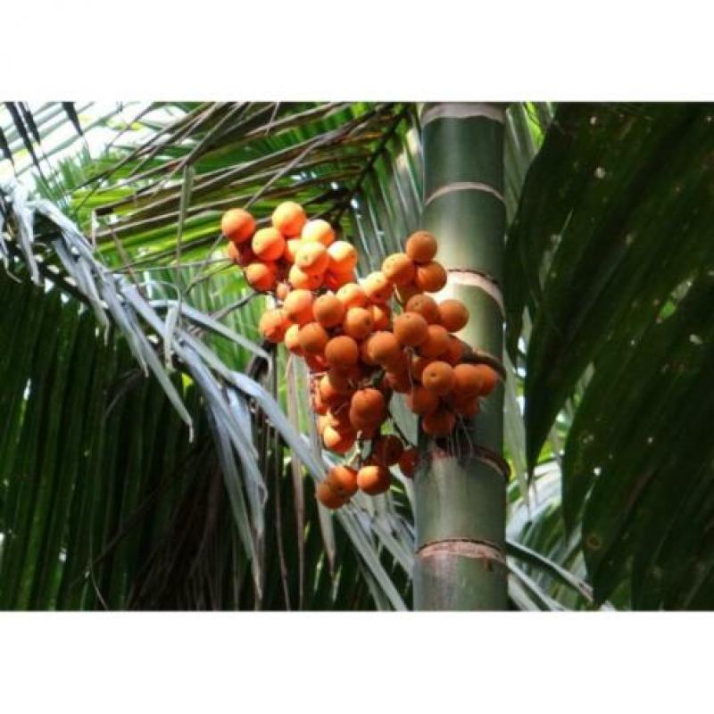 Dypsis Lutescens - Areca Palm art20640