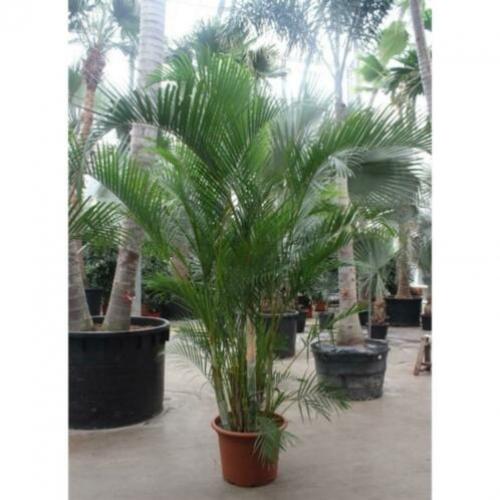 Dypsis Lutescens - Areca Palm art20640