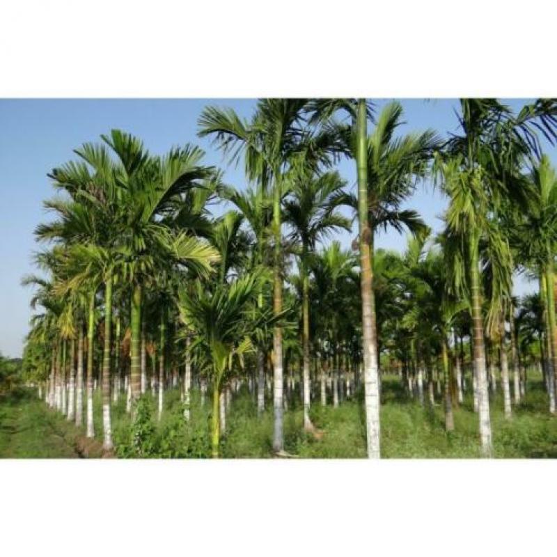 Dypsis Lutescens - Areca Palm art20640