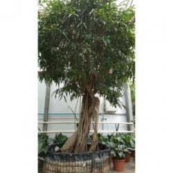 Ficus Maclellandii 'alii' - Jungle Boom 365-375cm art23978