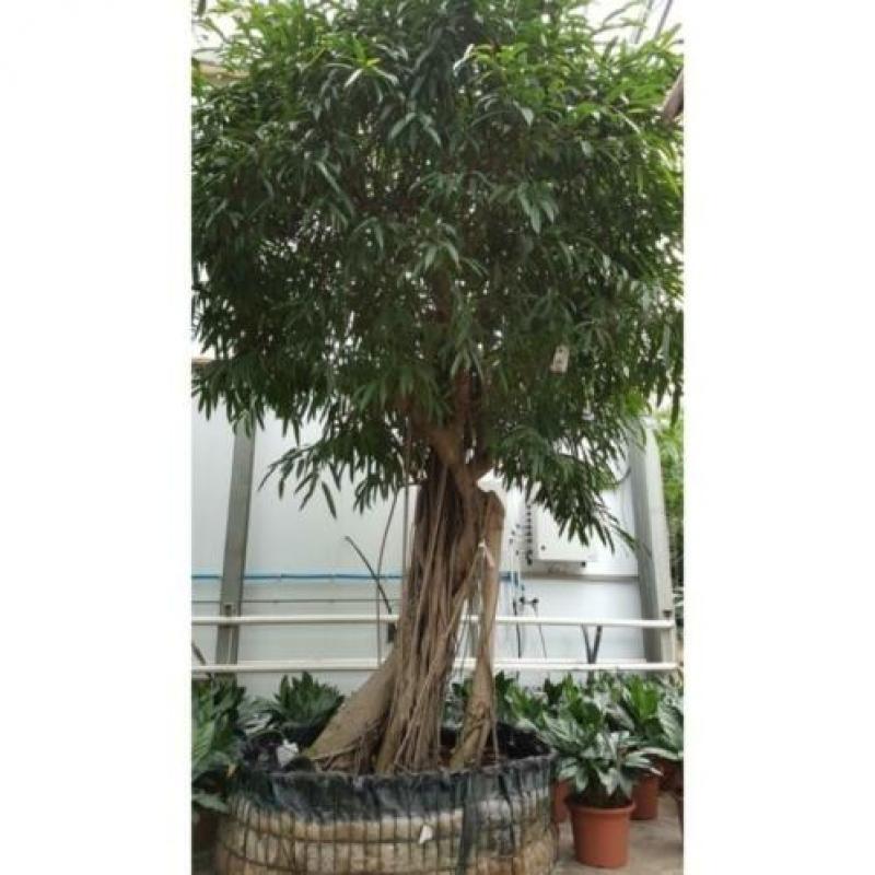 Ficus Maclellandii 'alii' - Jungle Boom 365-375cm art23978