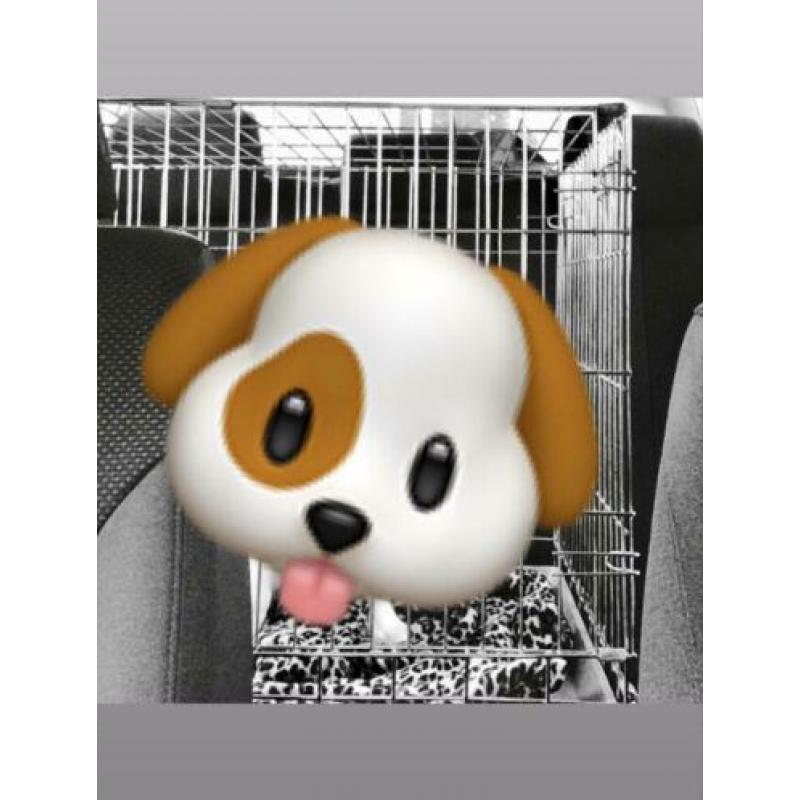 Honden-Puppy bench