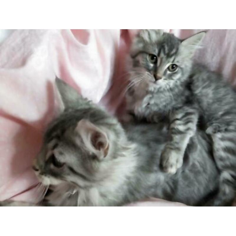 6 prachtige ragdoll / noorse boskat kittens tabby