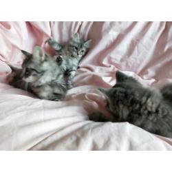 6 prachtige ragdoll / noorse boskat kittens tabby