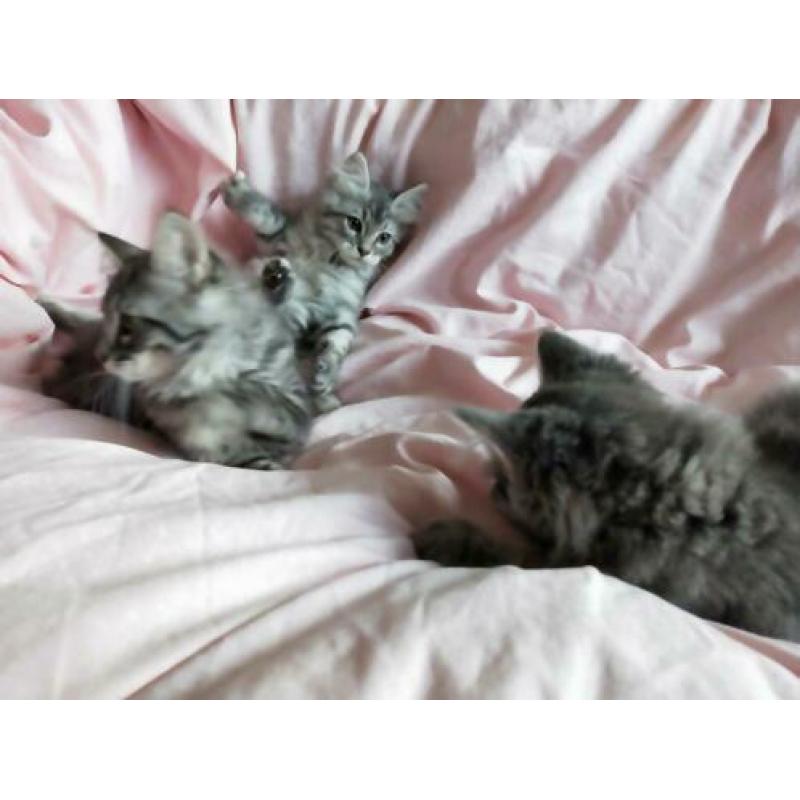 6 prachtige ragdoll / noorse boskat kittens tabby