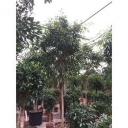 Ficus Maclellandii 'alii' - Jungle Boom 365-375cm art23978