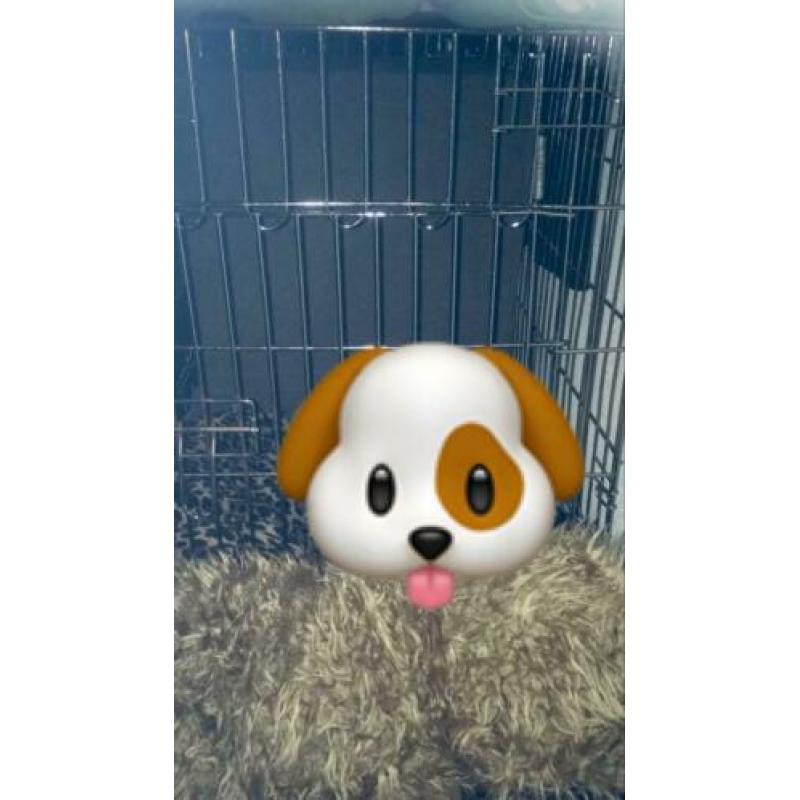 Honden-Puppy bench
