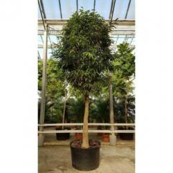 Ficus Maclellandii 'alii' - Jungle Boom 365-375cm art23978