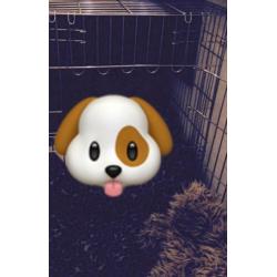 Honden-Puppy bench
