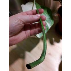 Monstera variegata halfmoon stek