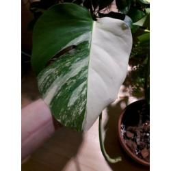 Monstera variegata halfmoon stek