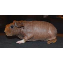 Skinny cavia’s, 2 beren, 1 zeug