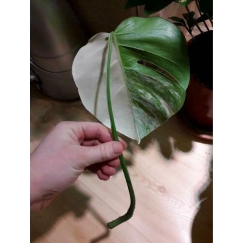 Monstera variegata halfmoon stek