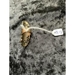 Fraaie koperen RING met steen ?? maat 17. Gratis verzending