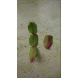 Lidcactus stekjes gemixte kleuren: wit, roze en rood