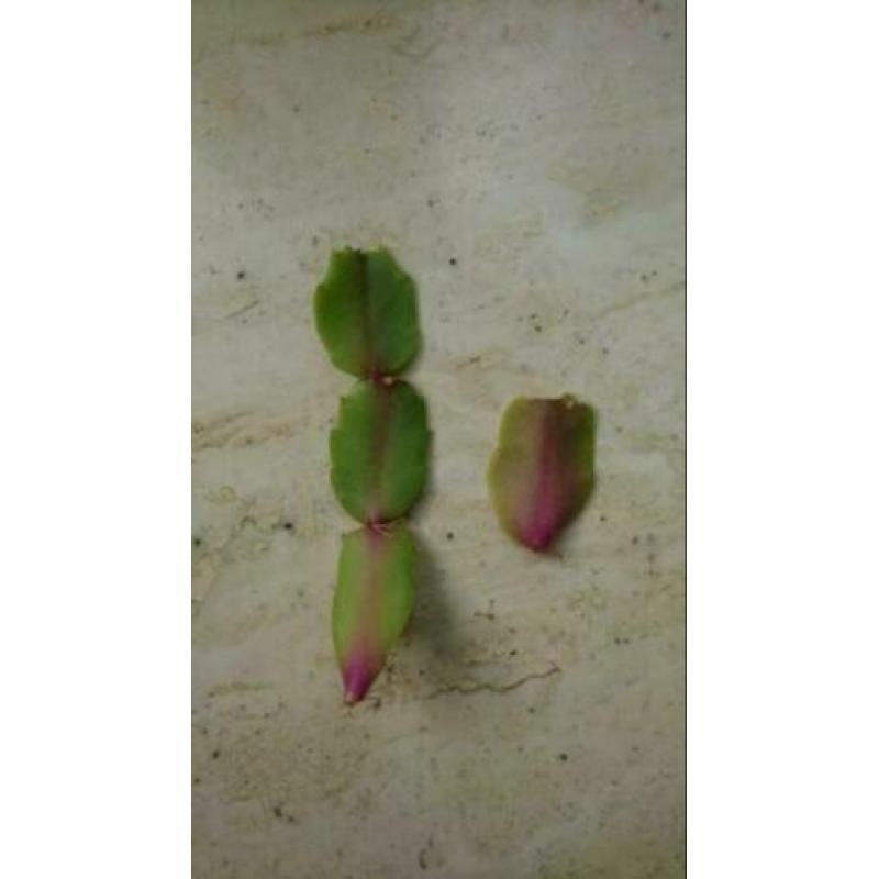 Lidcactus stekjes gemixte kleuren: wit, roze en rood
