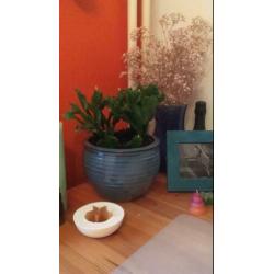 Lidcactus stekjes gemixte kleuren: wit, roze en rood
