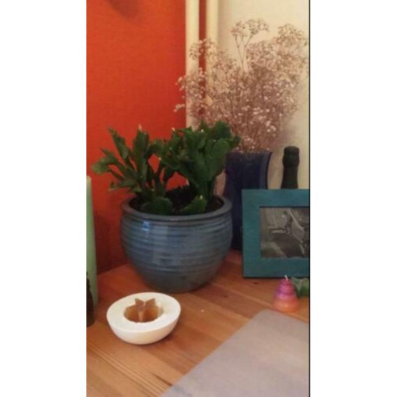 Lidcactus stekjes gemixte kleuren: wit, roze en rood