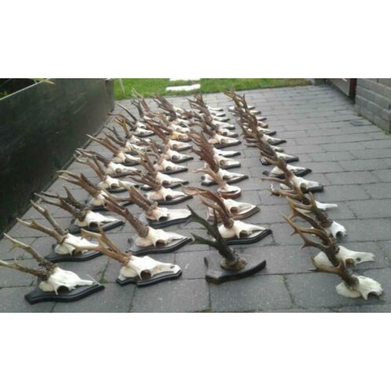 Zware kwaliteit Ree bok schedel schedels gewei geweien hert
