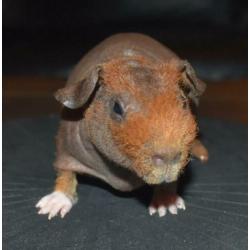 Skinny cavia’s, 2 beren, 1 zeug