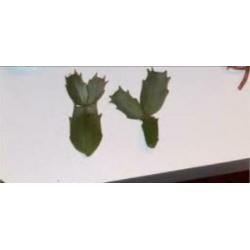 Lidcactus stekjes gemixte kleuren: wit, roze en rood