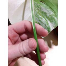 Monstera variegata halfmoon stek