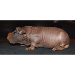 Skinny cavia’s, 2 beren, 1 zeug
