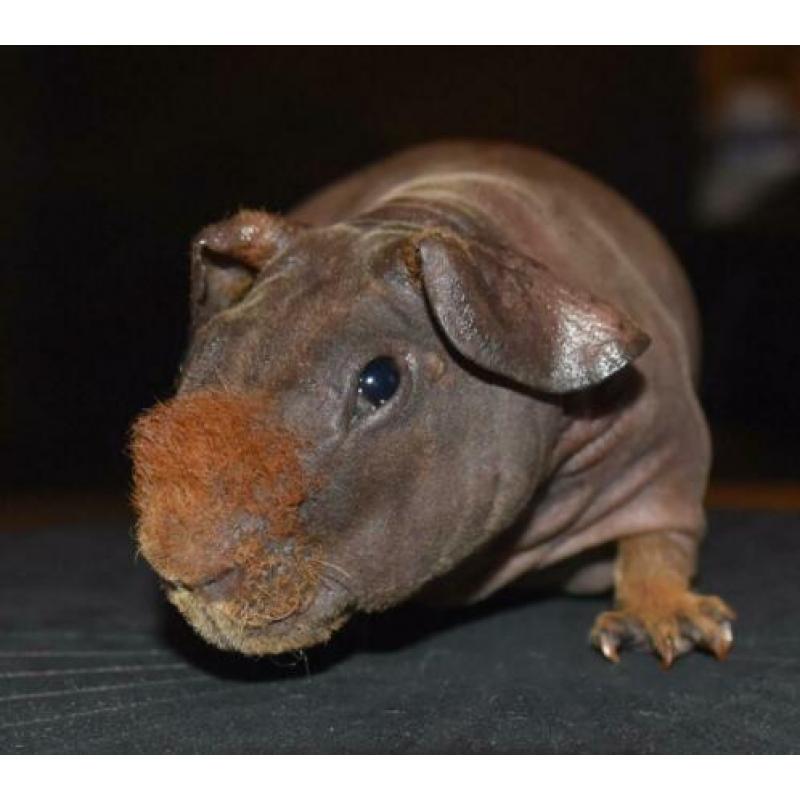 Skinny cavia’s, 2 beren, 1 zeug