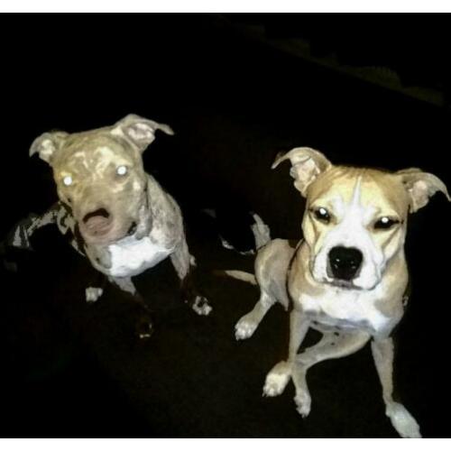 Pups Amerikaanse Stafford x Rednose Pitbull te koop