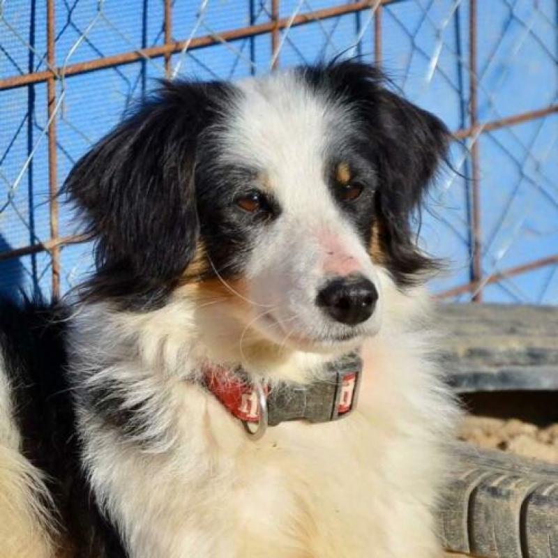 GaGa Animal Care - DANA (kan 11 maart naar Nederland komen)
