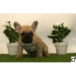 Franse Bulldog pups