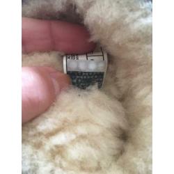 Ugg classic mini