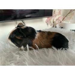 Cavia