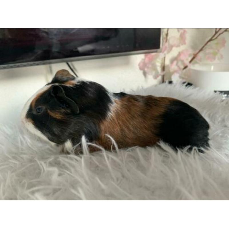 Cavia