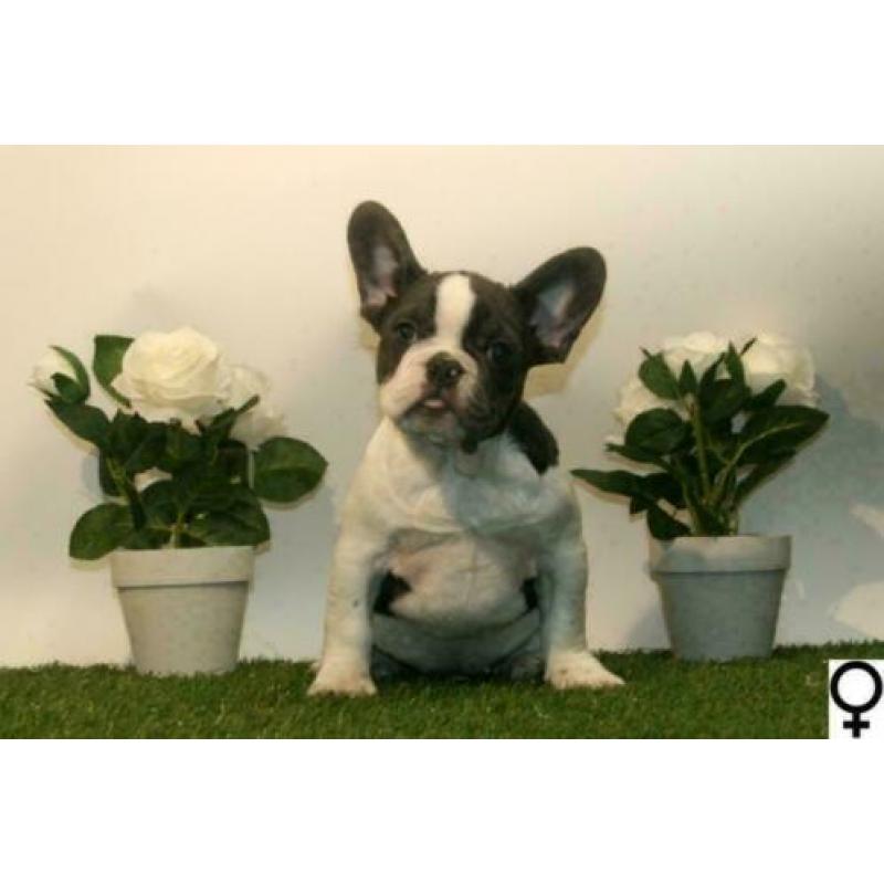 Franse Bulldog pups