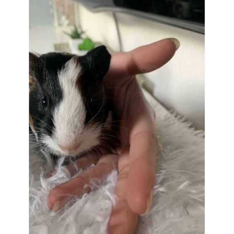 Cavia