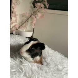Cavia