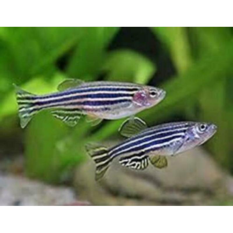 Hobbyaquarium zondag vissen-garnalen-planten aanbieding