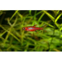 Hobbyaquarium zondag vissen-garnalen-planten aanbieding